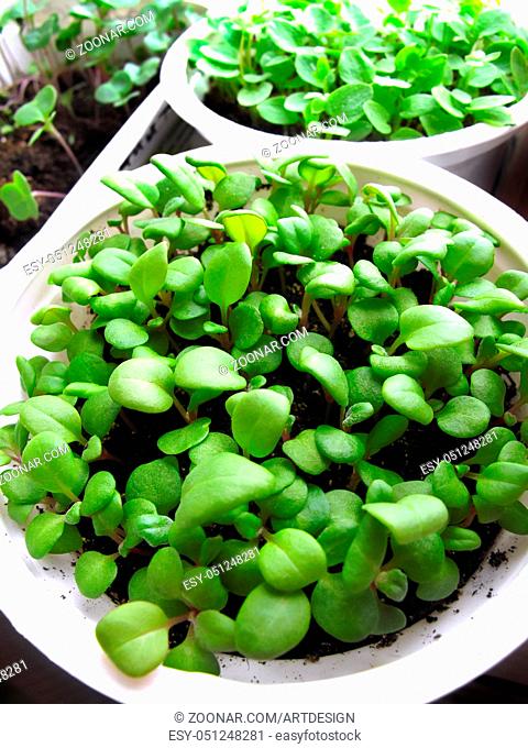 green seedlings in white pots