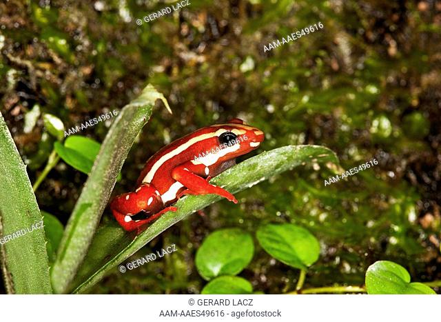 Phantasmal Poison Frog, Epipedobates Tricolor, Adult Standing On Leaf, Venomous Frog From South America