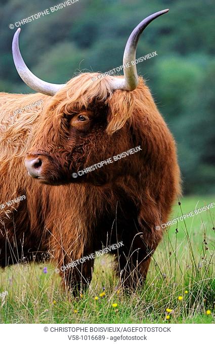 Highland cow. Glen Nevis. Fort William region. Scotland. Great Britain