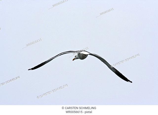 Herring gull in flight