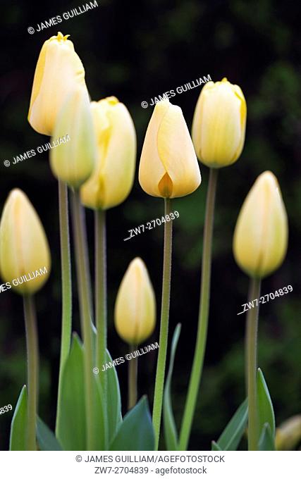 Tulip variety Golden Apeldoorn spring flowering height 55cm