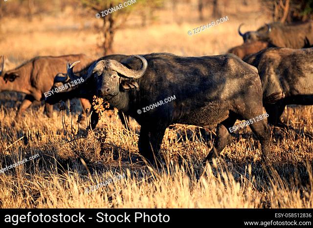 Büffelherde in der Serengeti in Tansania