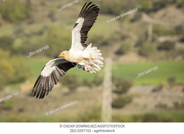 Egyptian vulture (Neophron percnopterus) in flight with a power line in the background. Pre-Pyrenees. Lleida province. Catalonia. Spain