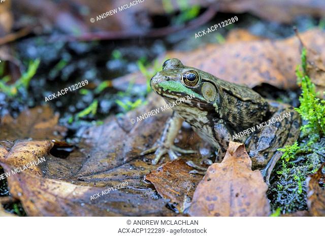 Green Frog (Rana clamitans) at Tiny Marsh Provincial Wildlife Area near Elmvale, Ontario, Canada