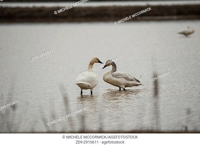 Tundra swans layover in Northern California during the winter migration