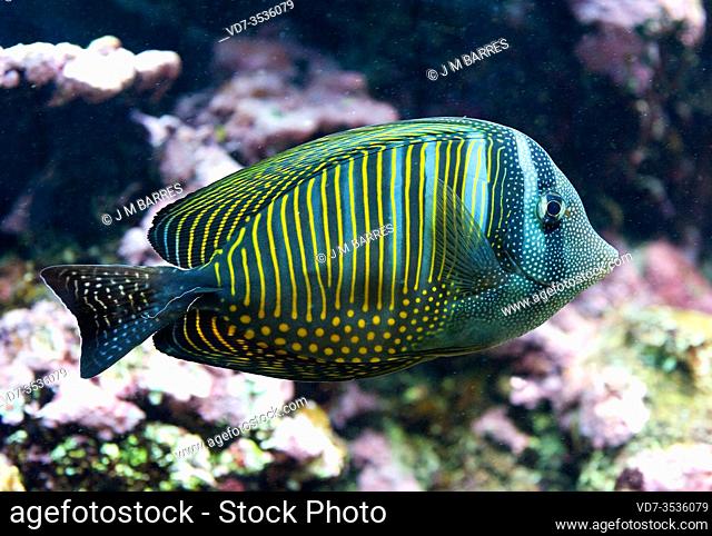 Desjardin's sailfin tang (Zebrasoma desjardinii) is a marine fish native to tropical Indian Ocean and Red Sea