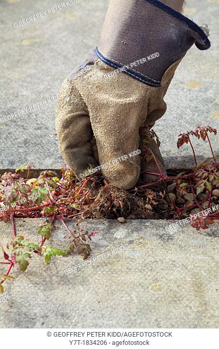 Gardener weeding by hand amongst paving slabs, pulling up geranium sp