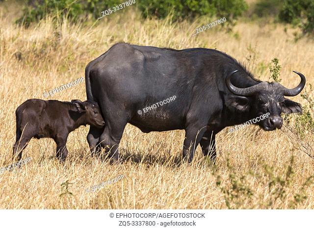 Cape buffalo with calf, Syncerus caffer, Masaimara, Africa