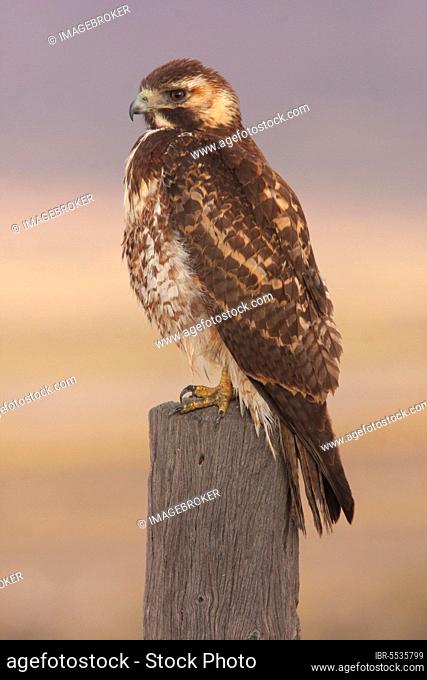 Puna Hawk (Buteo poecilochrous) immature, perched on post, Abra Pampa, Jujuy, Argentina, South America