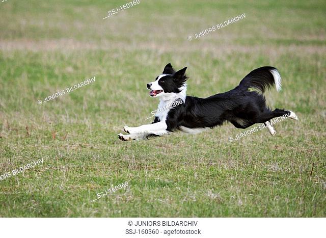 half breed dog - running on meadow