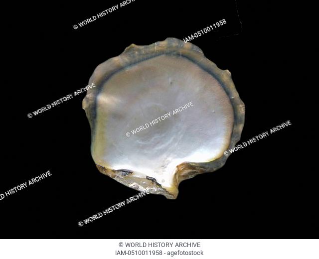 Pearl oyster. This oyster, also known as the 'black lip', may grow to 20cm in diameter. It is widely distributed and is fished for the shell (mother of pearl)...