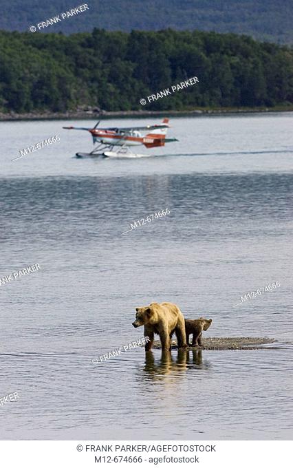 Grizzly Bear Sow looks for Salmon in the marshes with cub beside, Alaska, USA