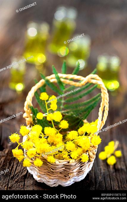 Branch of mimosa in basket on blue rustic background