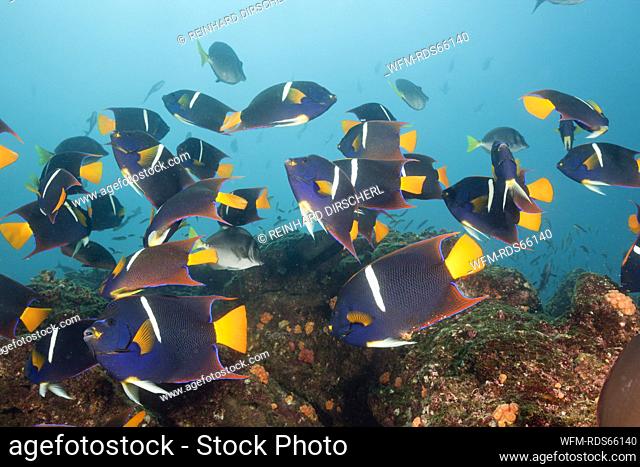 Shoal of King Angelfish, Holacanthus passer, Cabo Marshall, Isabela Island, Galapagos, Ecuador