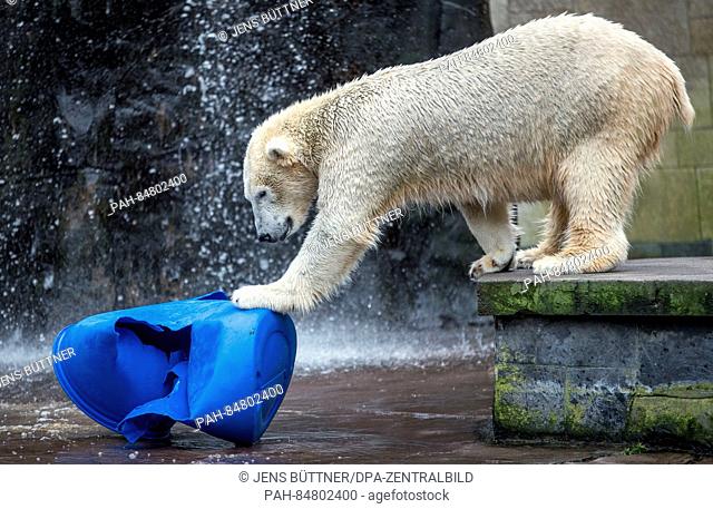 Fiete the polar bear, born on 3 December 2014, pictured in his enclosure at the zoo in Rostock, Germany, 12 October 2016