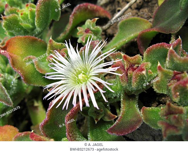 Common iceplant (Mesembryanthemum crystallinum), flowering plant, Canary Islands, Tenerife