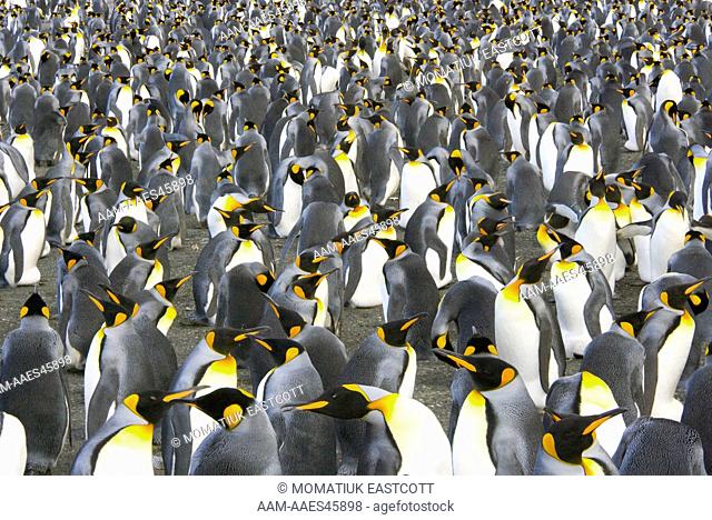 King Penguin (Aptenodytes patagonicus) rookery crowded with nesting birds incubating eggs or protecting their small chicks, near sea beach