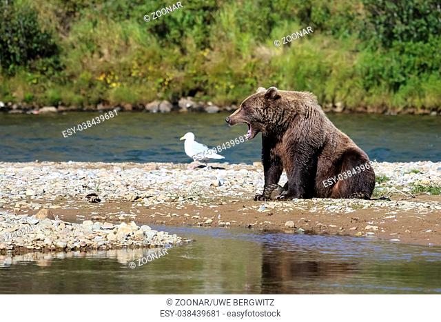 Alaskan brown bear (grizzly bear) resting on the riverbank, yawing, Moraine Creek, Katmai National P