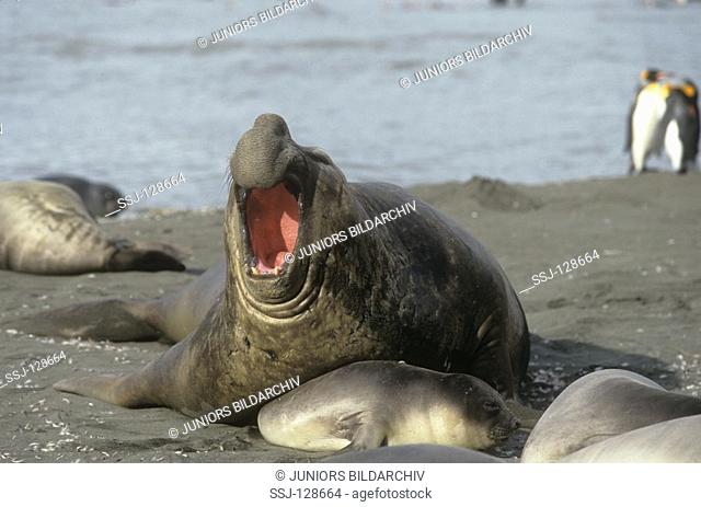 Southern elephant seal with cubs - Mirounga leonina