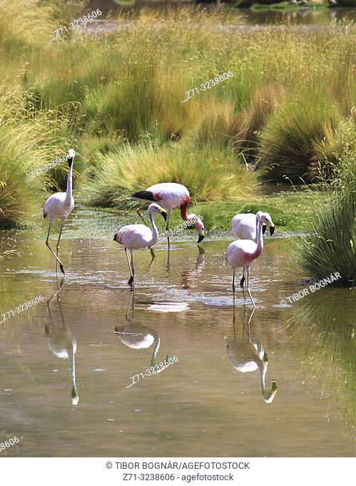 Andean flamingos, phoenicoparrus andinus, Andes, Atacama desert, Chile,