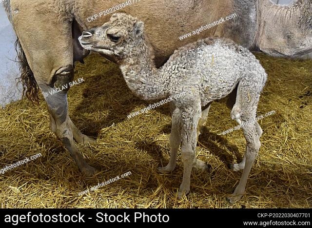 Dromedary Camel calf, Camelus dromedarius, stands up beside its mother in Vyskov zoo, March 4, 2022. (CTK Photo/Vaclav Salek)