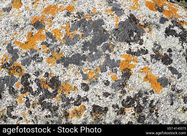 Lichens crustoses Caloplaca (orange), Verrucaria (black) and fruticose Ramalina. This photo was taken in A Coruña coast, Galicia, Spain