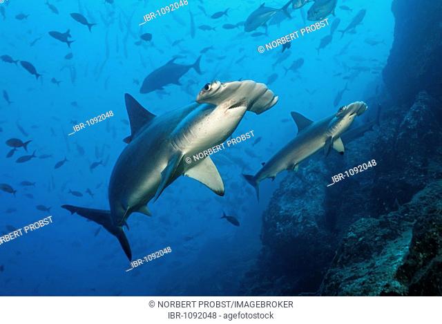 Two Scalloped Hammerhead Sharks (Sphyrna lewini) swimming over a reef with fish, Cocos Island, Costa Rica, Middle America, Pacific Ocean