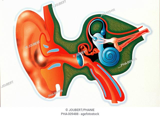 Internal ear section Computer-generated image