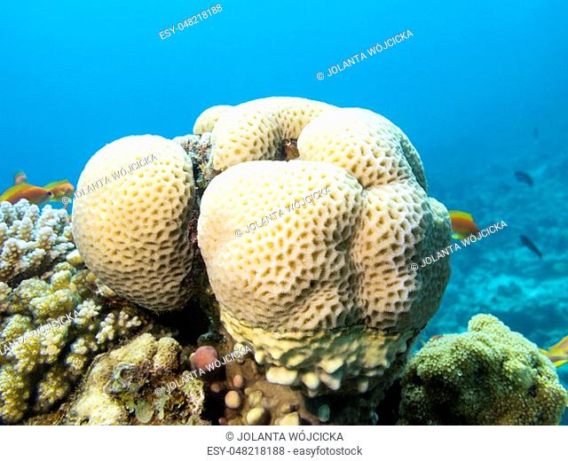 Colorful coral reef at the bottom of tropical sea, great favites coral, underwater landscape