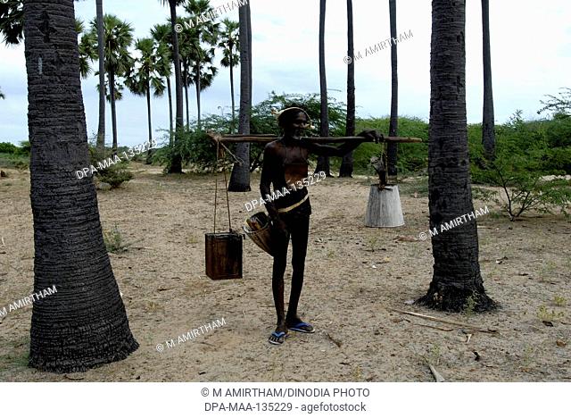 Palm sap collected by tapper near Tiruchendur ; Tamil Nadu ; India