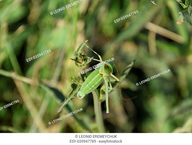 Isofya on the chicory stalks. Grasshopper isofia male