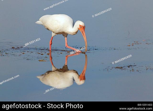American white american white ibis (Eudocimus albus) adult, feeding in shallow water, utricularia ochroleuca (U.) (U.) S. A
