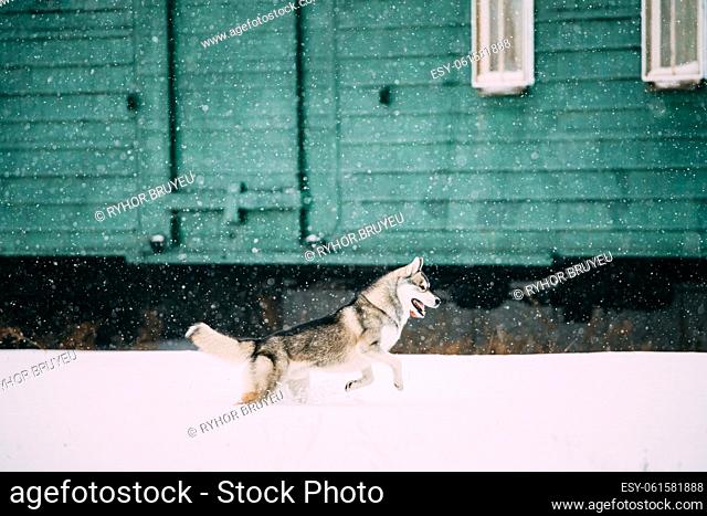 Dog Play Outdoor In Snow, Winter. Young Husky Runs Playfully Through Snowdrifts Against Background Of Railway Cars. Husky On Winter Walk