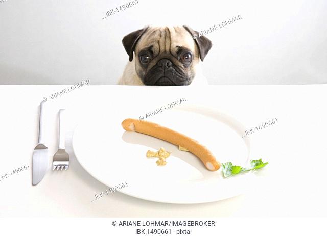 Young pug posing behind a plate with a sausage