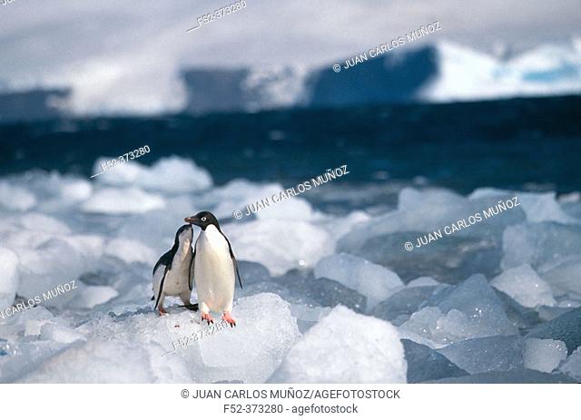 Adelie Penguins (Pygoscelis adeliae)