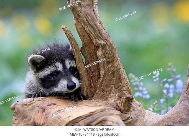 Raccoon - baby (Procyon lotor)