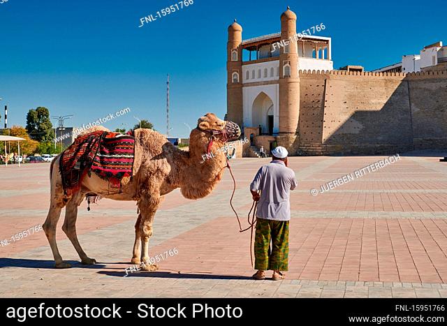 Camel in front of citadel, Ark, Bukhara, Uzbekistan, Asia