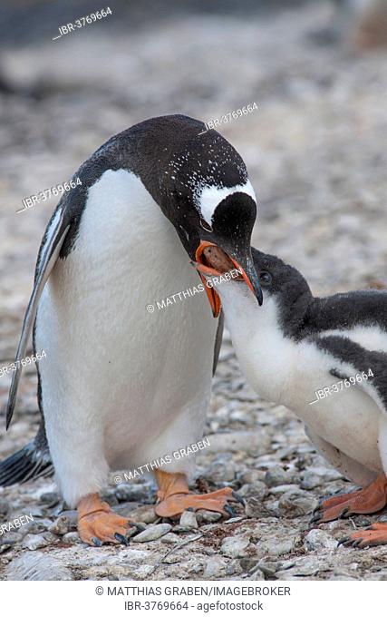 Gentoo Penguin (Pygoscelis papua) feeding young, Brown Bluff, Antarctic Peninsula, Antarctica