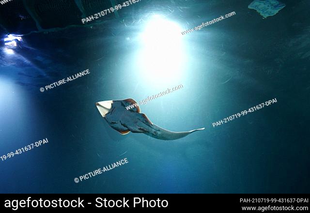 23 June 2021, Hamburg: A shark ray swims during feeding in the large shark atoll in the Tropical Aquarium at Hagenbeck Zoo