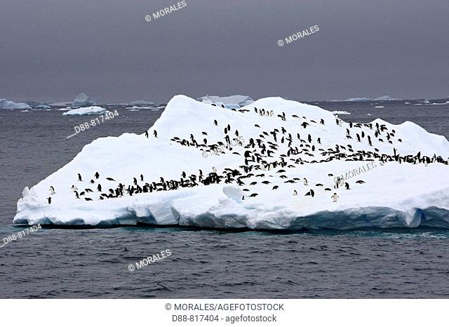 Adelie Penguin (Pygoscelis adeliae) resting on iceberg, Antarctica