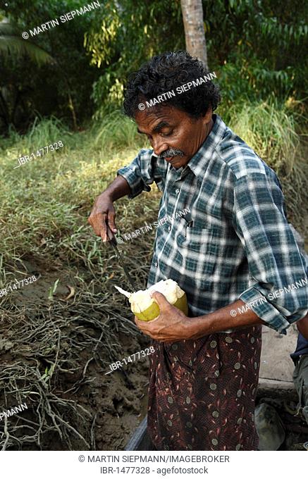 Indian man cutting open a coconut, Kerala, South India, India, Asia