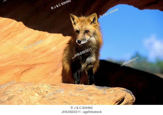 American Red Fox, Vulpus fulva, Bryce Canyon, Utah, USA, adult male on rock