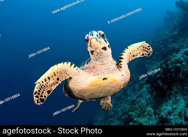 Hawksbill Sea Turtle, Eretmochelys imbricata, South Male Atoll, Indian Ocean, Maldives