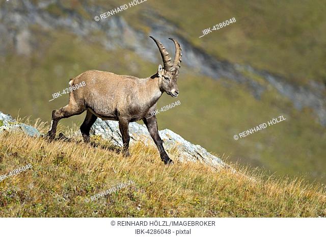 Alpine ibex (Capra ibex), male, Kaiser-Franz-Josefs-Höhe, High Tauern National Park, Carinthia, Austria