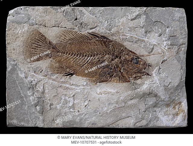 A fossil fish originating from the Eocene rocks, Monte Bolca, Italy. Fish specimen is 16.5 cms long