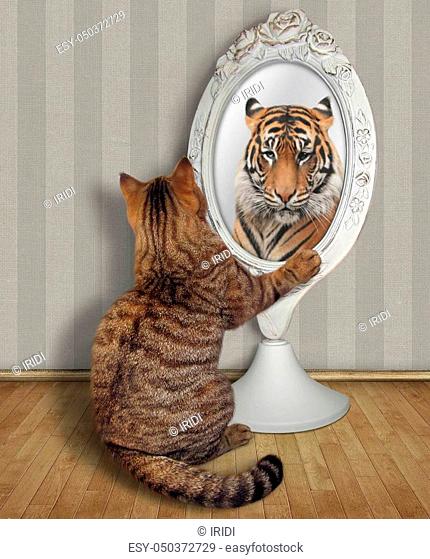 The cat sits near the mirror and looks at his unusual reflection in the room