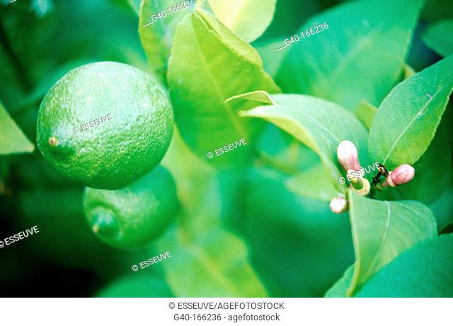 Chinese Lemon blossom (Citrus limonia)