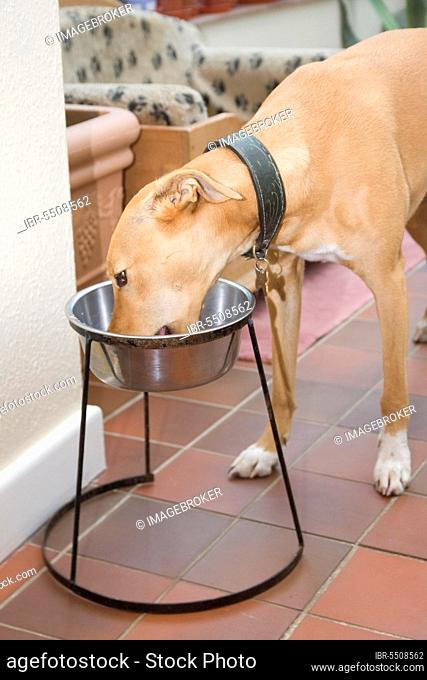 Domestic Dog, Lurcher cross mongrel, adult female, feeding from bowl on stand indoors, England, United Kingdom, Europe