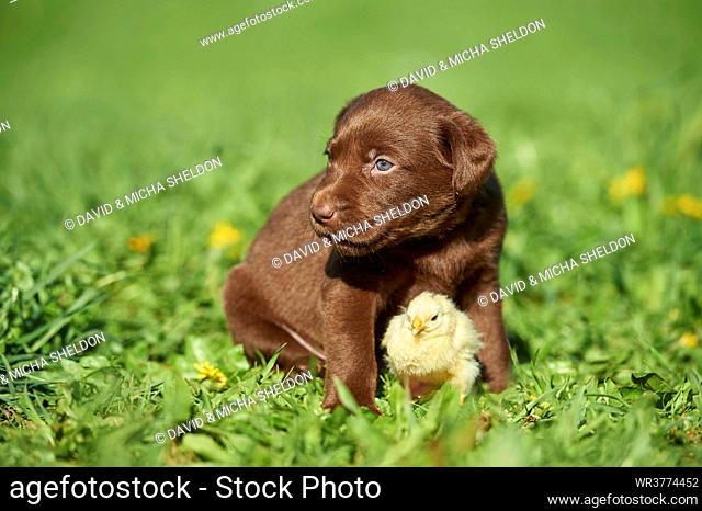 Labrador puppy and rabbit, Bavaria, Germany, Europe
