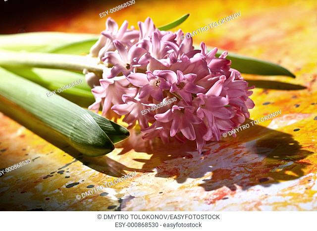 bunch of pink hyacinth flowers, closeup photo over abstract backgrounds